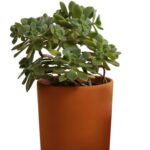 indoor-plant-isolated_23-2151349499